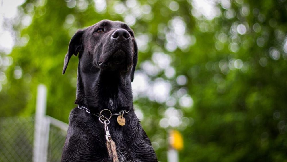 Câini dresați pentru a depista buruienile: un proiect inovator ce combină tehnologia și natura / Inițiativa aparține unei cooperative din Suedia