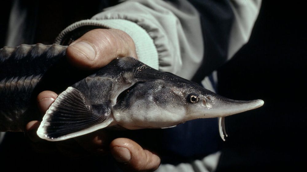 FOTO | Raport WWF: Peste 3.300 de sturioni au fost afectați de braconaj și trafic ilegal în ultimul deceniu. România, în topul cazurilor documentate