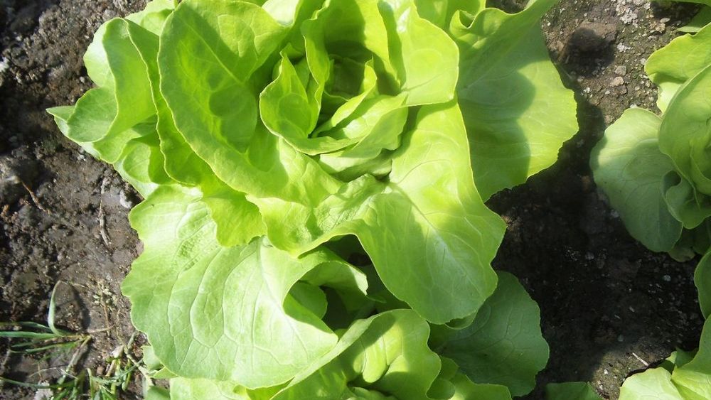 Neconcordanțe între datele MADR și statisticile Comisiei Europene, privind numărul operatorilor din agricultura ecologică