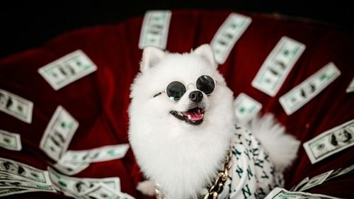 Cum schimbă inteligența artificială și hrana proaspătă industria animalelor de companie: Investiții record la nivel global