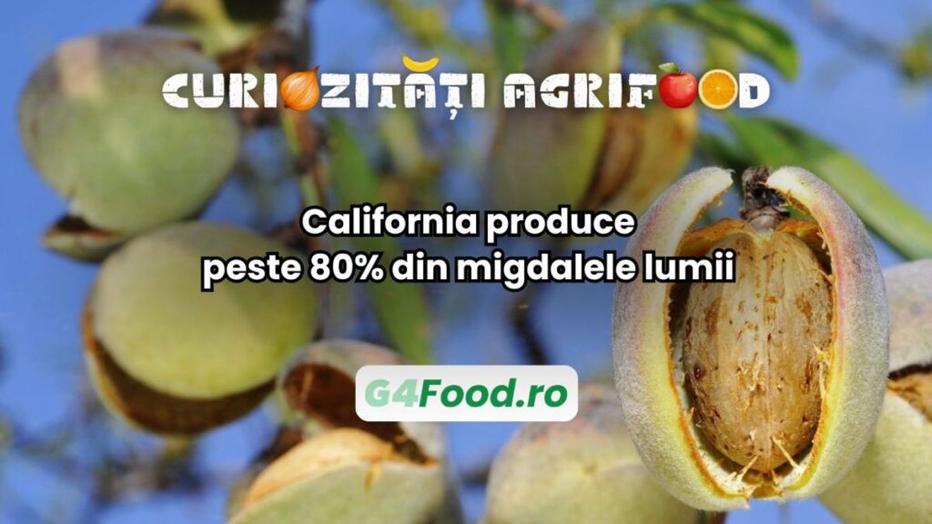 Curiozitate agri-food: California produce peste 80% din migdalele lumii / Producerea unui singur sâmbure necesită aproximativ 4 litri de apă