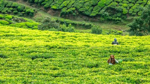 Vremea secetoasă reduce producția de ceai din India / Exporturile scad, iar piața globală e în pericol să se dezechilibreze