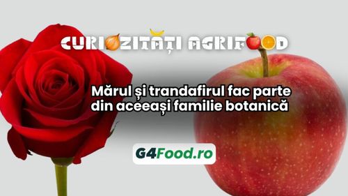 Curiozități agri-food 26 noiembrie: Mărul și trandafirul fac parte din aceeași familie botanică