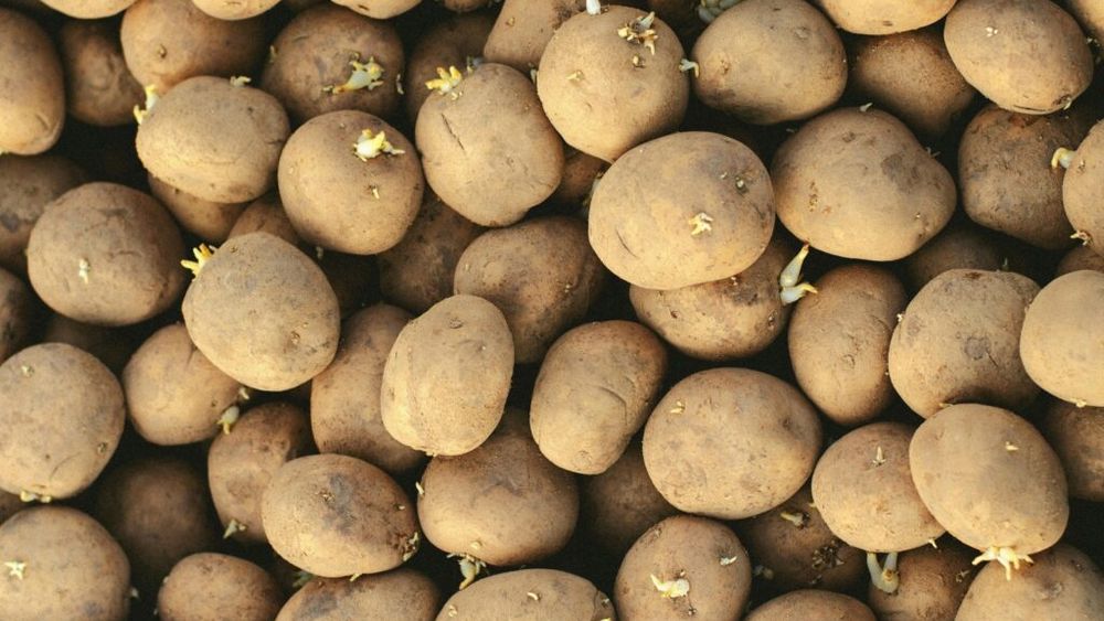 Franţa se îndreaptă spre cea mai bună recoltă la cartofi din ultimii 10 ani, preţurile scad