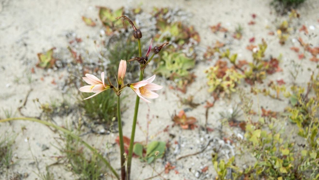O floare din deşertul chilian Atacama ar putea deţine cheia pentru culturi rezistente la secetă
