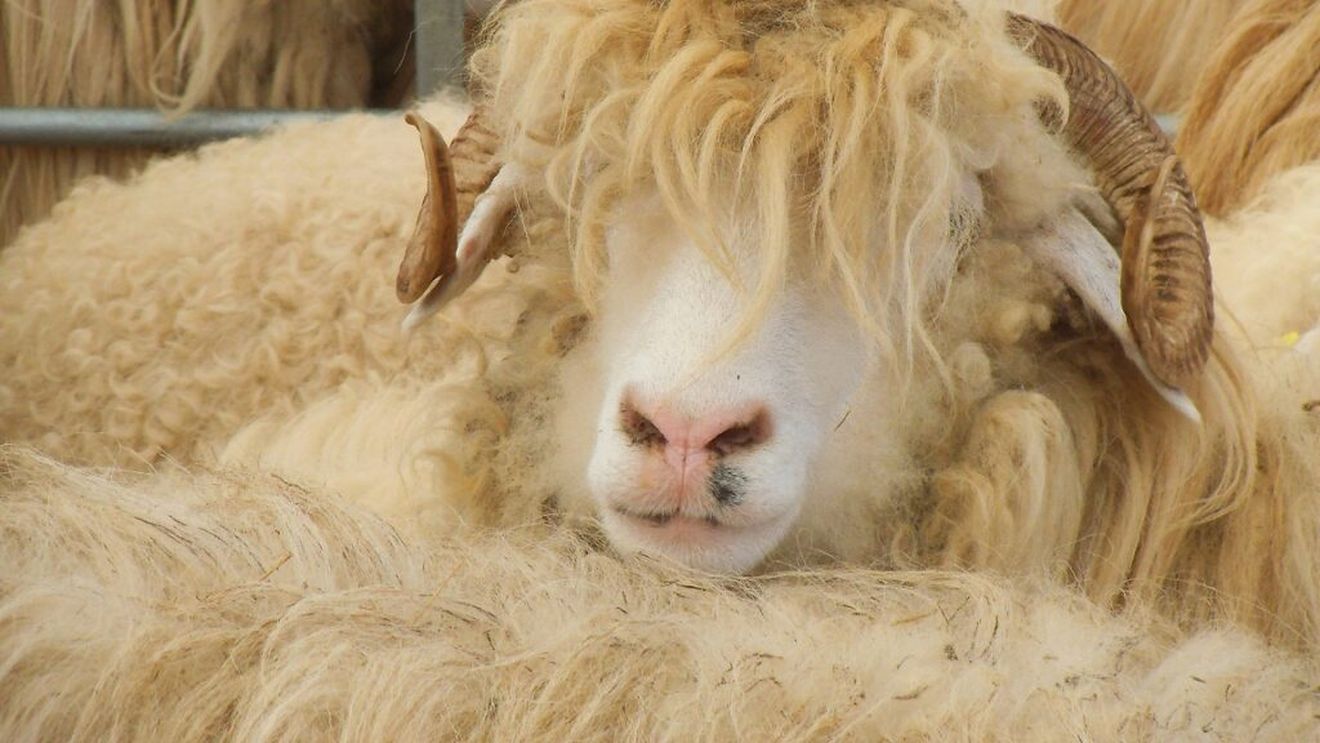 Preşedintele Autorităţii Naţionale Sanitar Veterinare propune optimizarea operaţiunilor de export cu Republica Algeriană