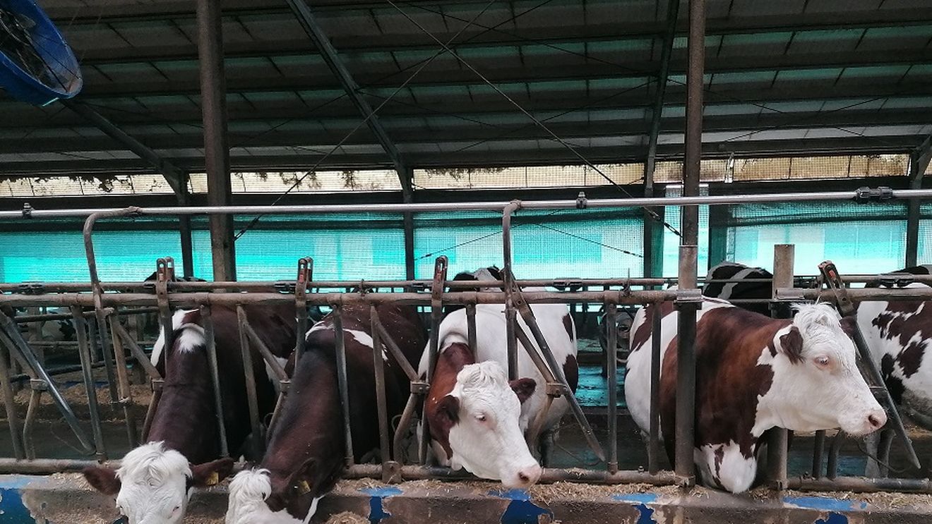 Prețul laptelui la poarta fermei, scădere drastică, sub prețurile din Ungaria și Polonia! Efect al reducerii prețului la raft, la propunerea guvernului, în luna mai? Consecințe asupra importurilor de lapte?