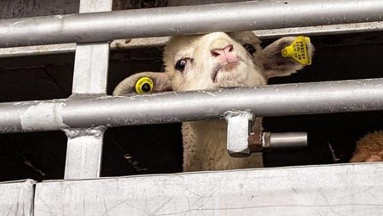 VIDEO Mieii din România, destinați sacrificării de Paște în Italia, opriți la graniță / Un șofer a fost amendat cu 3.300 de euro pentru că animalele nu aveau spațiu suficient și  sistemul de adăpare nu se putea utiliza