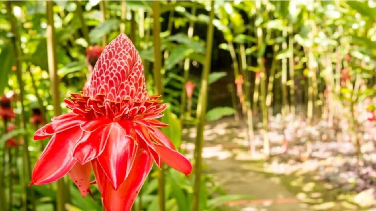 Există un număr mare de varietăți de ghimbir în lume, care mai de care mai aromate, dincolo de varianta omologată din comerțul european. Unele produc și flori ornamentale extrem de spectaculoase