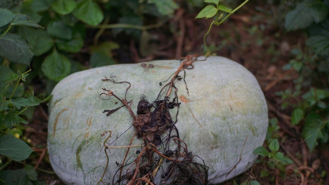 Pepenele de iarnă care poate ajunge la 20 de kilograme și se păstrează luni întregi fără frigider / „Uriașul” cultivat la Buzău