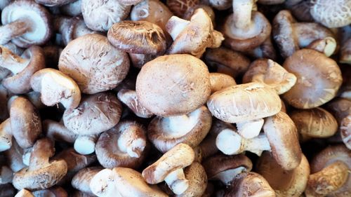 Cererea tot mai mare de ciuperci în Europa determină producătorii să investească în tehnologie și sustenabilitate: „Piața europeană a ciupercilor este evaluată în prezent la aproximativ 16,5 miliarde de euro și se estimează că va depăși 25 de miliarde de euro până în 2033”