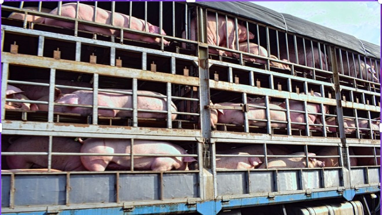 Un camion cu 200 de porci vii s-a răsturnat, în zona localităţii Topa Mică din judeţul Cluj/ Pompierii intervin cu o autospecială de descarcerare