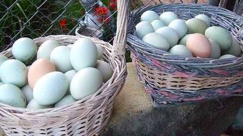 Găinile cu ouă albastre care cresc doar în spații deschise. Sunt originare din Chile, iar ouăle lor conțin mai puțin colesterol  și mai multe proteine