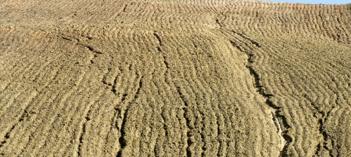 Schimbările climatice ar putea afecta calitatea grâului / Ce au descoperit cercetătorii despre unul dintre cele mai importante alimente de bază