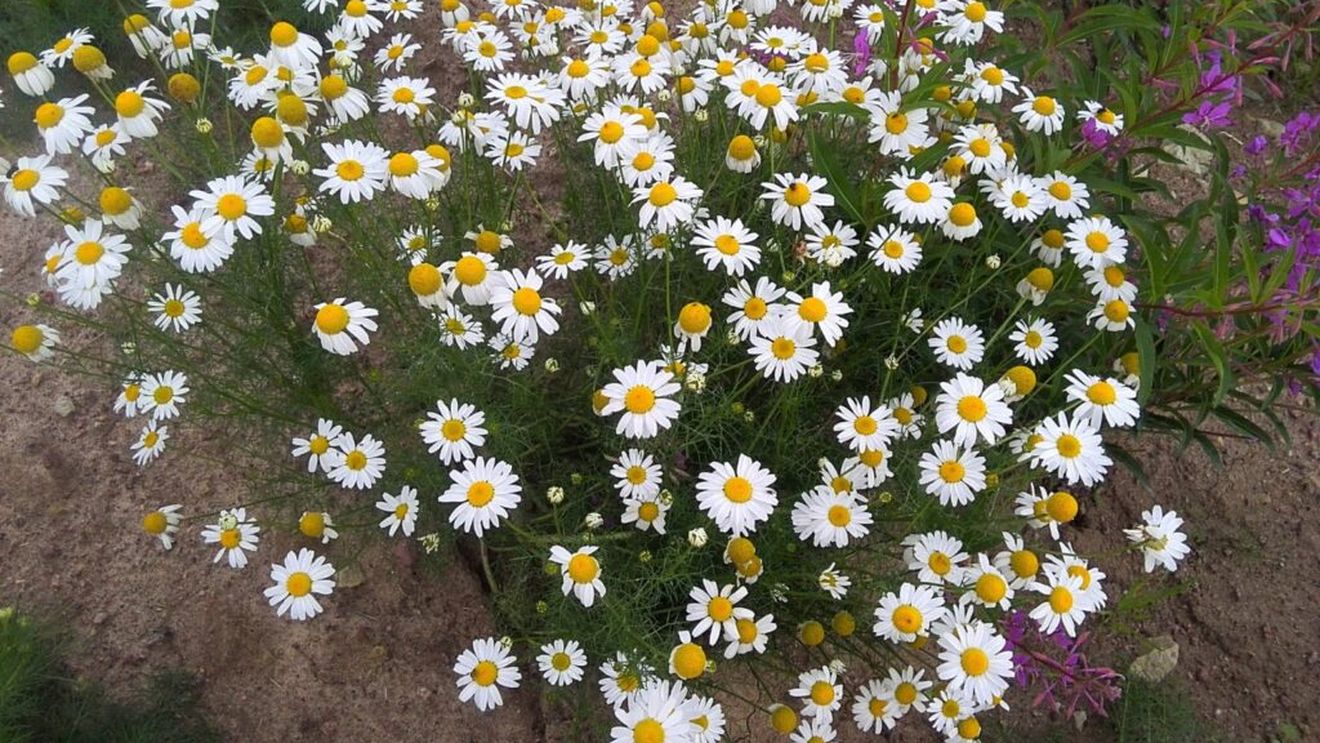 Ceaiul popular care e mai mult decât un remediu pentru somn / Studiile arată beneficii posibile în digestie, sănătatea inimii şi reducerea simptomelor depresiei