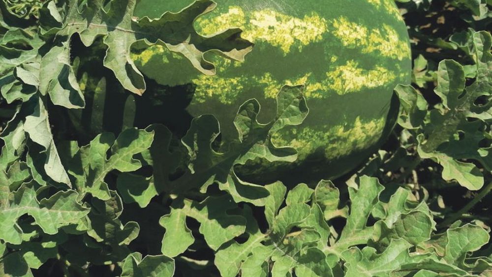 Recolta de pepeni în România a fost anul trecut cea mai scăzută din ultimii 15 ani / Cei mai mari producători la nivel european sunt Spania, Italia și Grecia