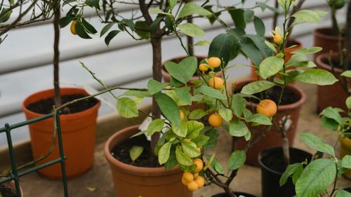 Cele mai bune soiuri de pomi fructiferi pe care îi poți cultiva în ghivece / Sunt ideale pentru terasă, balcon sau pervaz