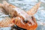 Aspretele, fosila vie din râul Vâslan, tot mai vulnerabil / Peștele contemporan cu ultimii dinozauri mai trăiește pe o lungime de râu de doar 450 de metri / Poluarea, barierele și debitul scăzut pun presiune pe specie