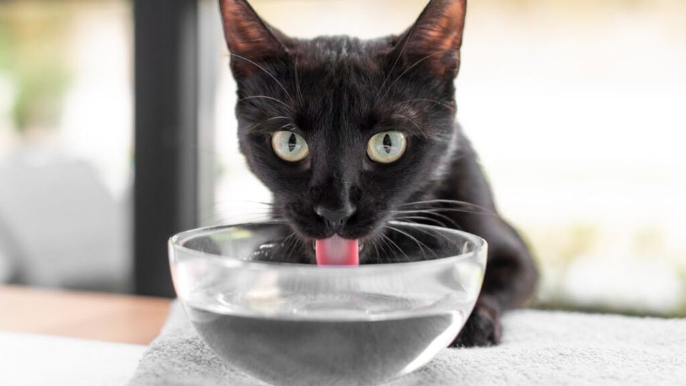 Importanța hidratării: Câtă apă trebuie să bea câinele sau pisica ta și cum să le stimulezi consumul