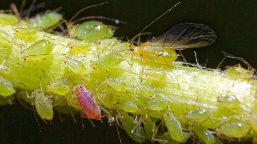 Oamenii de știință caută soluții noi pentru combaterea biologică a afidelor/ Viespile joacă un rol important