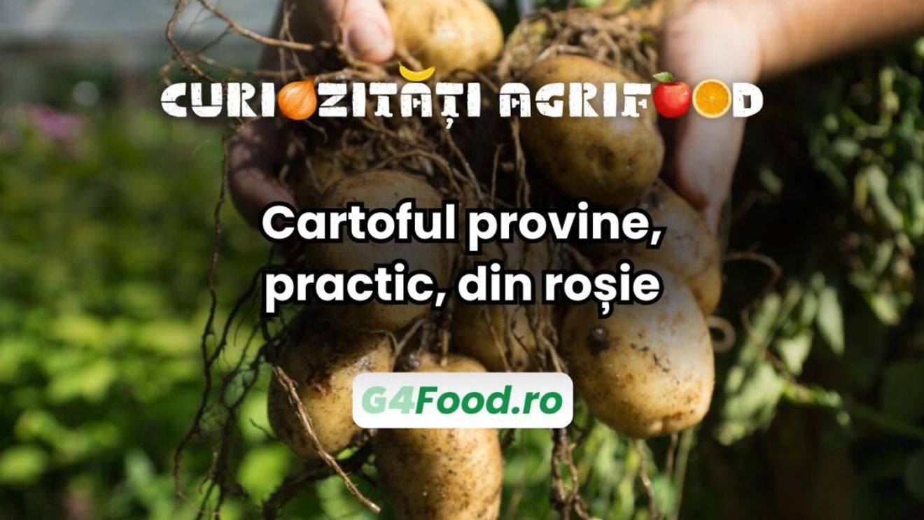 Curiozitate agri-food: Cartoful provine din roșie / A avut loc hibridizarea între o rudă a roșiei și un soi asemănător cu cartoful