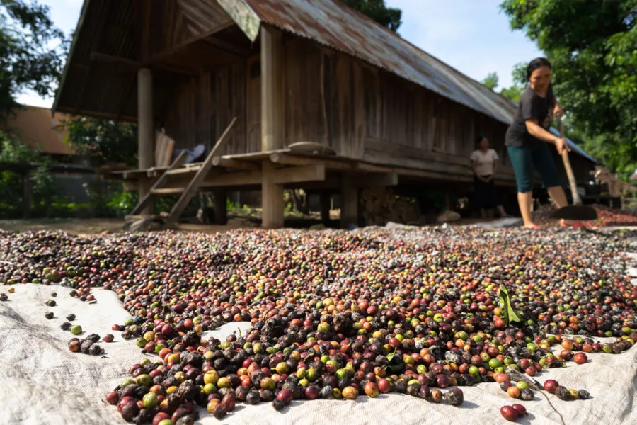 buon-ma-thuot-vietnam-cafea-cafea-robusta-cultura-cafelei-turism-gastronomic-national-geographic-central-highlands-dak-lak-world-coffee-museum-cafea-vietnameza-plantatii-de-cafea