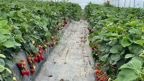 Ghidul solicitantului pentru „Investiții în exploatații agricole" a fost pus în consultare publică