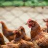 Boala Newcastle se extinde în fermele avicole din Germania / Noile focare la găini ouătoare și pui de carne cresc presiunea sanitară