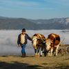 APIA: Peste 2,1 milioane de lei pentru crescătorii de animale, în urma cererilor de plată din iulie