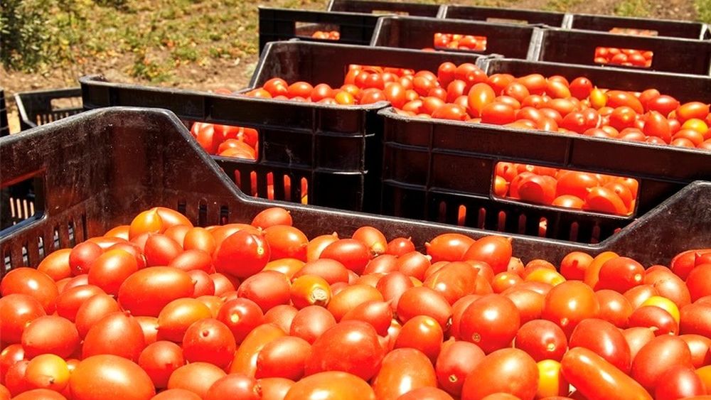 Roșii cultivate în aridocultură, care se udă doar când se plantează. O metodă practicată în Sicilia și care poate folosi drept model în contextul verilor tot mai secetoase. Sunt mai dulci și mai aromate, ideale pentru conserve