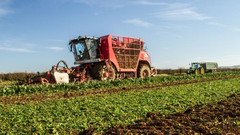 Erbicidele devin insuficiente pentru combaterea buruienilor din culturile de sfeclă de zahăr din Polonia / Fermierii investesc în roboți și metode combinate, soluții mai costisitoare, dar necesare