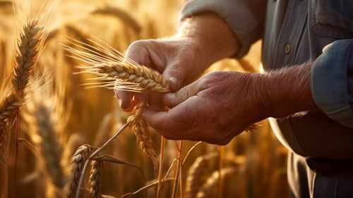 Fondatorul grupului Agricover Holding: Agricultura românească se află într-un punct critic. Principala provocare este criza de lichiditate care ameninţă să destabilizeze întregul ecosistem agricol / Fermierii ar putea fi loviţi de un tsunami la sfârşitul anului 2025