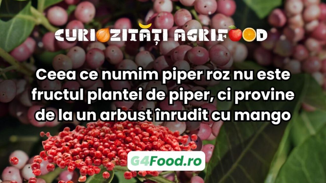 Curiozități agrifood - Ceea ce numim piper roz nu este fructul plantei de piper, ci provine de la un arbust înrudit cu mango