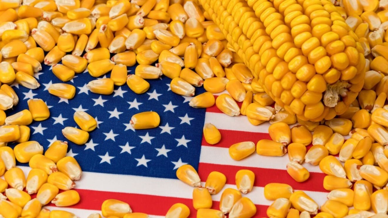 Fermierii americani mizează din nou pe porumb pentru a supraviețui unui nou an cu marje minime de profit / Prețurile sunt în scădere, iar costurile în creștere / Porumbul pare ultimă șansă de echilibru financiar pentru agricultorii din SUA