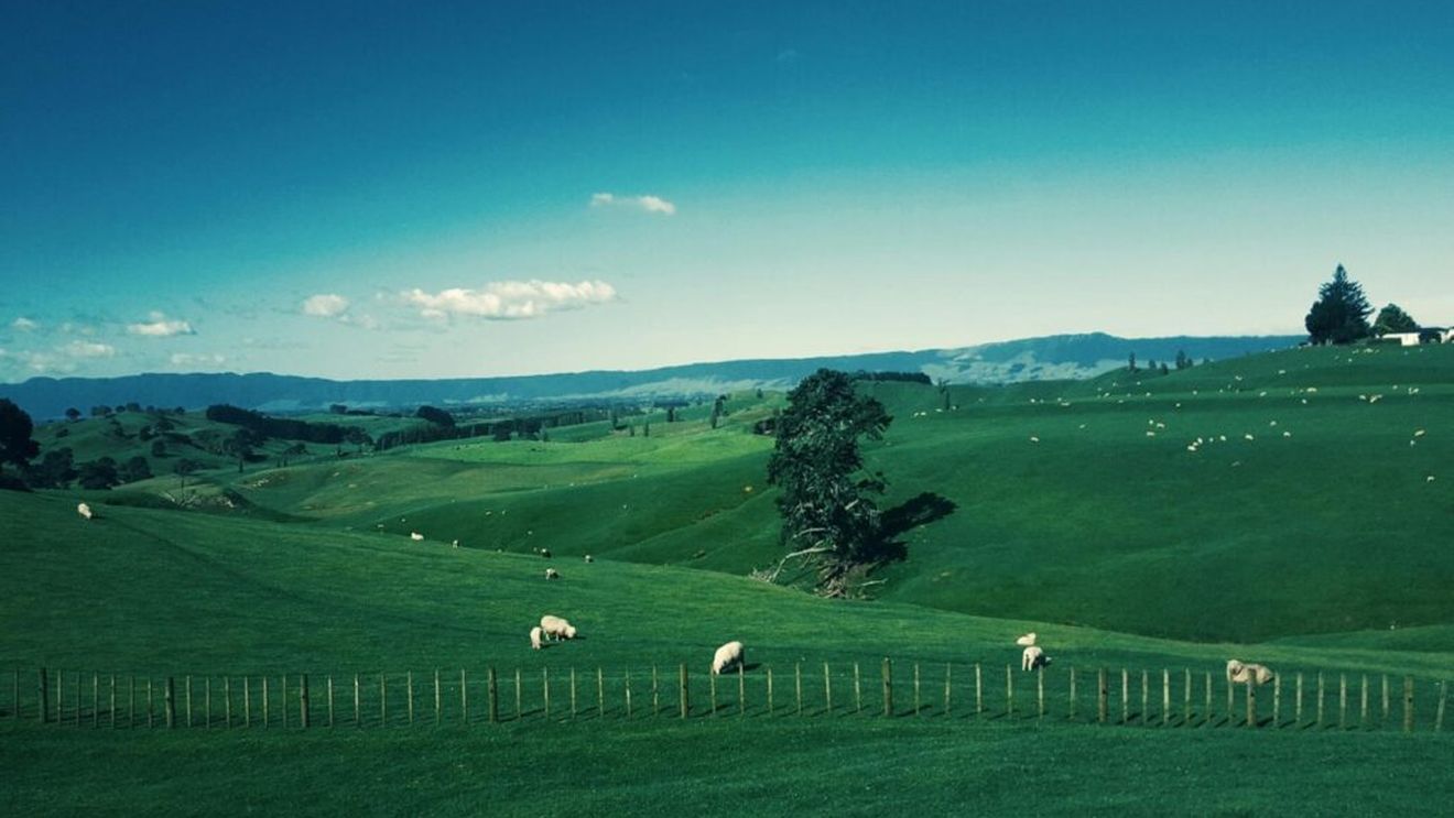 Crescătorii de ovine din Noua Zeelandă reduc costurile și caută noi surse de venit / Prețurile produselor de export se prăbușesc