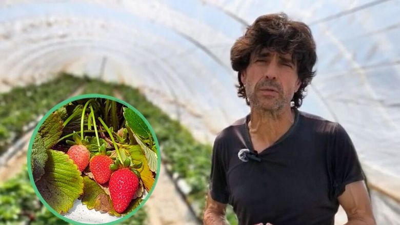 VIDEO FOTO | Serele din vârful dealului, unde cresc tot anul cele mai bune căpșuni din Spania/ Fermier: Căpșunile de aici au un gust special datorită climei și solului