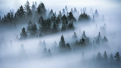 Livezile și viile din Gorj, afectate de frig și brumă / Directorul Direcției pentru Agricultură Gorj: Vor fi pierderi la vița de vie între 15 și 20%