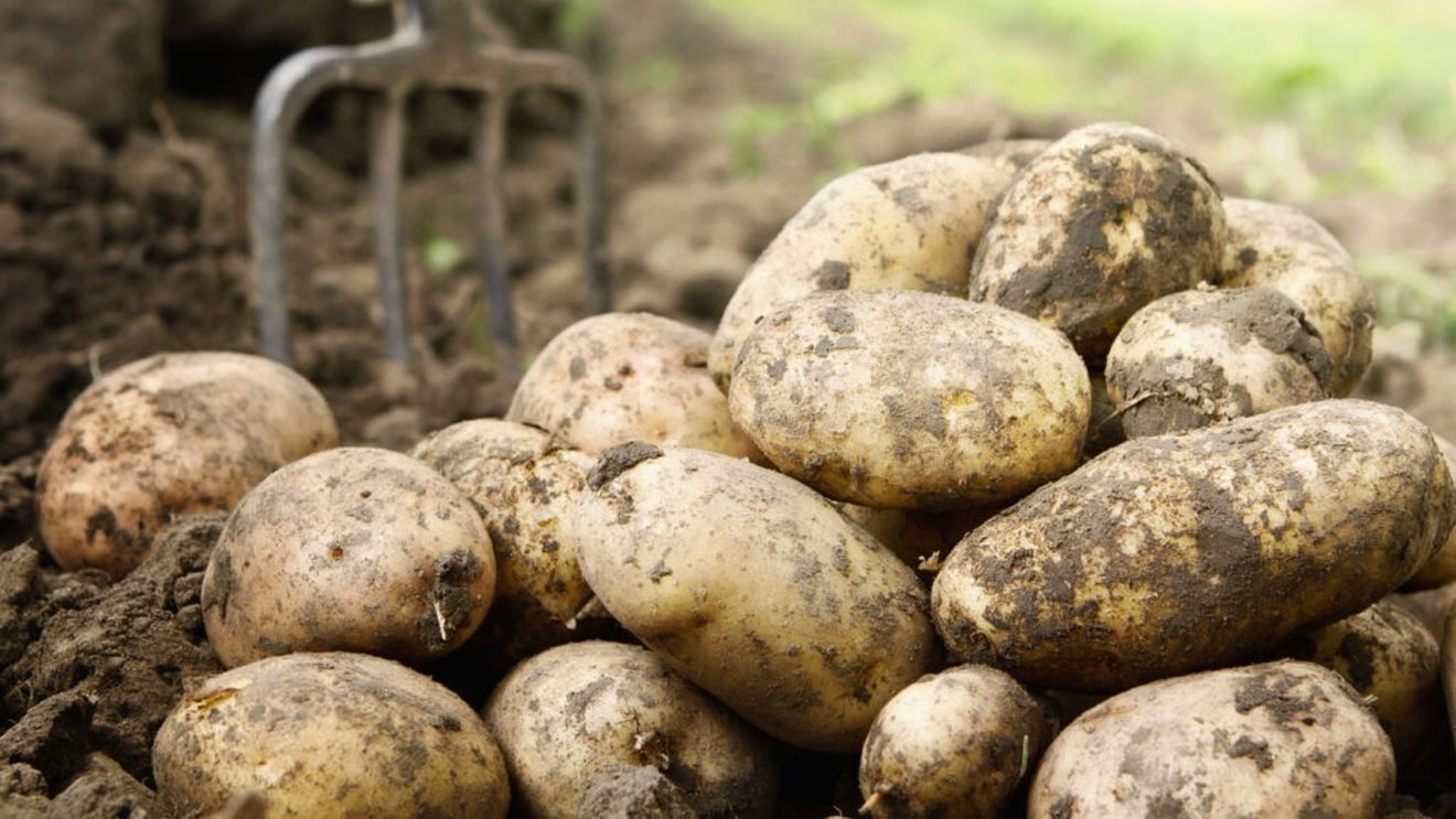 Festivalul cartofului, organizat sâmbătă în Covasna, în cadrul Festivalului „Sokadalom”