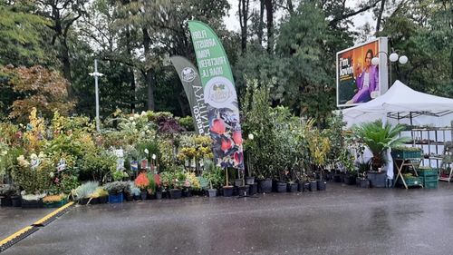 Toamna Horticolă Bucureșteană a debutat cu ploaie. Vremea rea a îndepărtat astăzi iubitorii de flori, dar târgul va continua până duminică, 5 octombrie