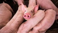 Comisia Europeană aprobă un ajutor de 11 milioane de euro pentru crescătorii români de porci afectați de scumpirea combustibililor și îngrășămintelor