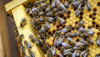 Albinele pot număra, spun cercetătorii / Noua descoperire schimbă felul în care înțelegem inteligența insectelor