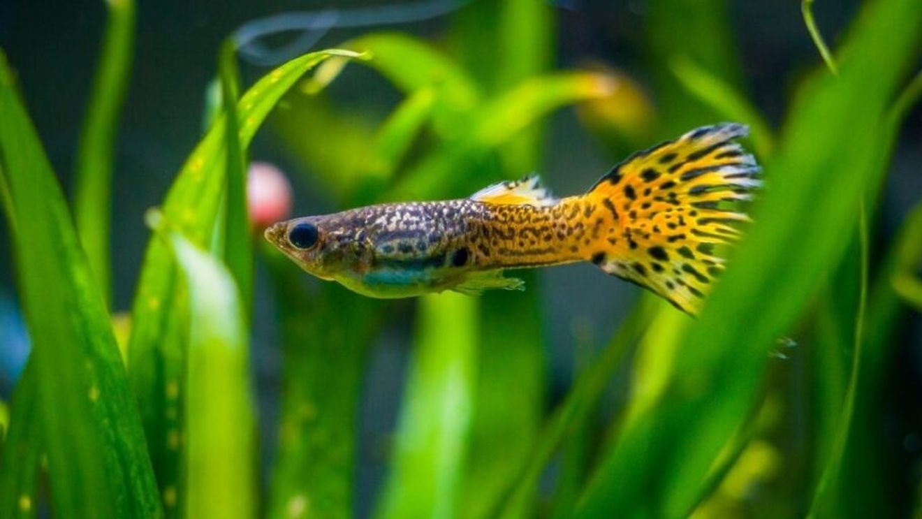 Un antidepresiv comun afectează capacitatea de învățare a peștilor masculi/ Rezultatul poate fi o destabilizare a întregului ecosistem acvatic