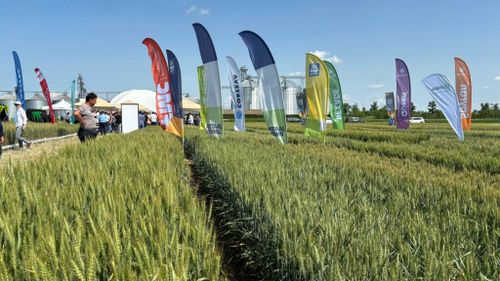 FOTO-VIDEO | Ziua Grâului Bărăgan: Eveniment dedicat progresului agricol, organizat luni de Forumul APPR / Sunt prezentate cele mai noi tehnologii și produse destinate culturii grâului