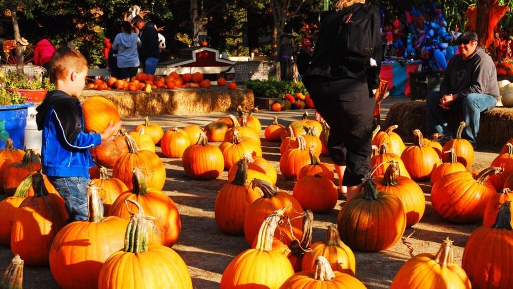 GastroWeekend: Ce evenimente nu trebuie să ratezi în weekend-ul 30 octombrie - 2 noiembrie / Dovleci de Halloween, vinuri naturale și produse tradiționale de sezon