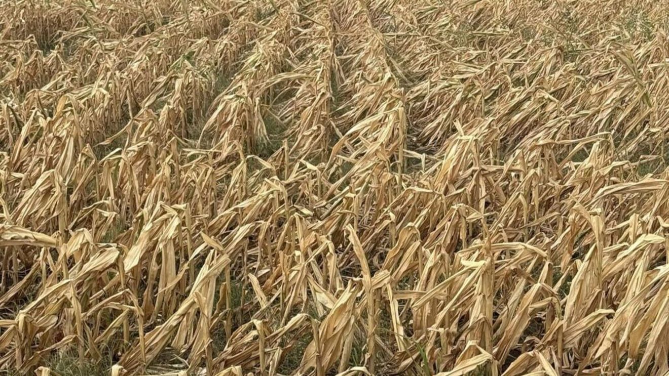 Fermierii afectaţi de secetă au nevoie urgentă de sprijin / Solicitarea unui europarlamentar pentru deblocarea rezervei agricole de criză din cadrul Politicii Agricole Comune