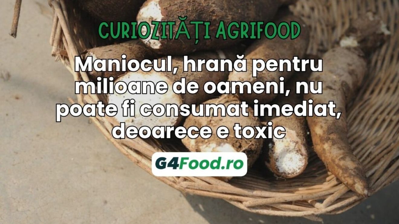 Curiozități agrifood - 11 iulie: Maniocul, hrană pentru milioane de oameni, nu poate fi consumat imediat, deoarece e toxic