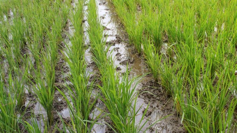 Războiul din Iran riscă să declanșeze o criză alimentară în Asia de Sud/ Fermierii intră în panică din cauza lipsei de îngrășăminte/ Posibilă criză de orez