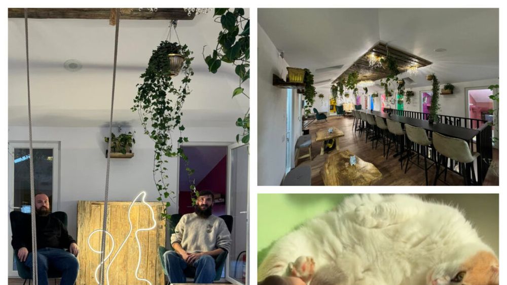 VIDEO: O nouă cafenea cu pisici salvate de pe stradă s-a deschis în Botoșani. Peste 100 de feline pot fi mângâiate de iubitorii de animale și de cafea