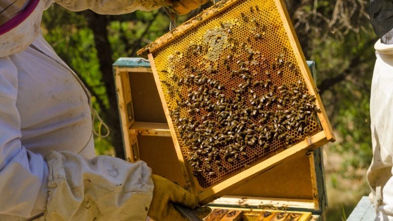 Și-a schimbă sexul în acte și ar putea obține ajutoare destinate femeilor din mediul rural/ Dorește să acceseze programele europene pentru apicultoare