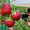 FOTO | De la curier în Anglia la propria cultură de căpșuni în România. Afacerea de familie crescută pas cu pas într-un sat din Olt / „Cu banii de pe primul solar am mai făcut încă unul. Acum am ajuns la câteva mii de mp de cultură în solar și în câmp”